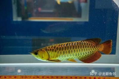 什么叫金龍魚過(guò)背：過(guò)背金龍魚的選擇技巧