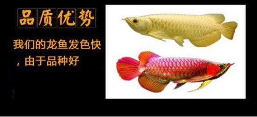 為什么龍魚要做眼手術(shù)：龍魚掉眼怎么辦？