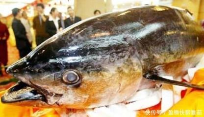 為什么龍魚要做眼手術(shù)：龍魚掉眼怎么辦？