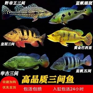 藍(lán)帆三間魚批發(fā)：關(guān)于藍(lán)帆三間魚批發(fā)和貨源基地的一些信息僅供參考