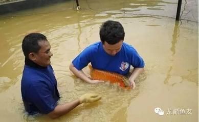 印尼龍魚(yú)最大的養(yǎng)殖基地在哪里：印尼紅龍魚(yú)養(yǎng)殖場(chǎng)考察印尼龍魚(yú)繁殖基地