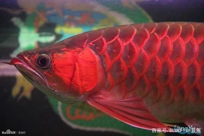 養(yǎng)9條龍魚要多大的缸：如何選擇龍魚缸？