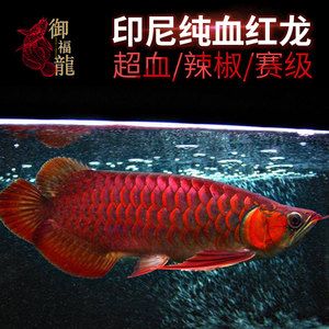 賽級紅龍魚批發(fā)：中國最早一批做進口龍魚的公司