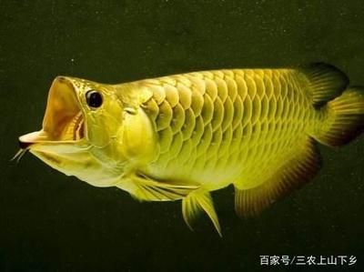 養(yǎng)紅龍魚水質(zhì)要求高嗎 龍魚百科 第3張