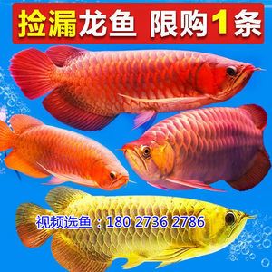 龍魚(yú)撞缸鱗片松動(dòng)：龍魚(yú)撞缸導(dǎo)致鱗片松動(dòng)時(shí)