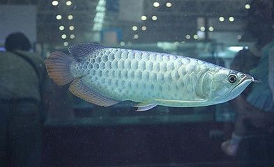 龍魚(yú)專用燈什么牌子好用又實(shí)惠的：馬印馬印神燈專用水族箱燈是一款受到用戶好評(píng)的產(chǎn)品