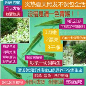 印尼野生紅龍魚紀錄片在線觀看：關于印尼野生紅龍魚的基本信息