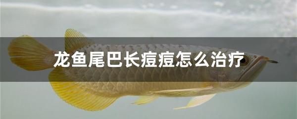 下鹽對龍魚的好處