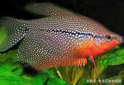 三星曼龍魚(yú)好養(yǎng)嗎：三星曼龍魚(yú)的特點(diǎn)和飼養(yǎng)方法