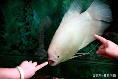 龍魚招財魚混養(yǎng) 龍魚百科 第3張