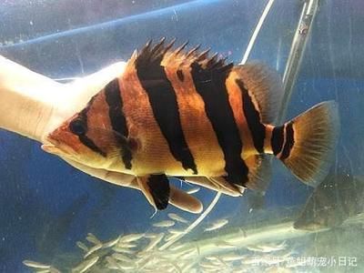 能與龍魚混養(yǎng)的魚有哪些：適合與龍魚混養(yǎng)的一些魚種 龍魚百科 第3張