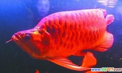 最大的紅龍魚(yú)視頻：世界上最大的紅龍魚(yú)