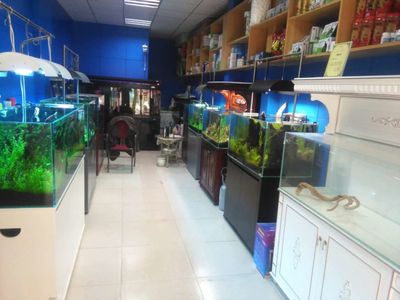 水族館加盟找祥龍魚場怎么樣：馬來西亞祥龍魚場加盟