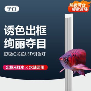 最好的紅龍魚專用燈品牌 龍魚百科 第3張