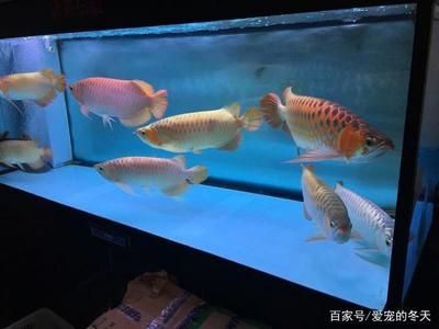 水族箱養(yǎng)龍魚可以嗎：如何在水族箱養(yǎng)殖龍魚？ 龍魚百科 第2張