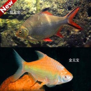 雙線鯽魚跟龍魚混養(yǎng)：雙線鯽魚和龍魚混養(yǎng)的注意事項(xiàng)