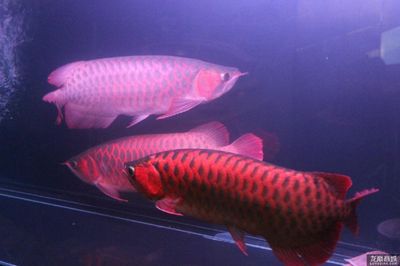 什么紅龍魚(yú)最貴：最貴的紅龍魚(yú)品種有哪些？ 龍魚(yú)百科 第3張