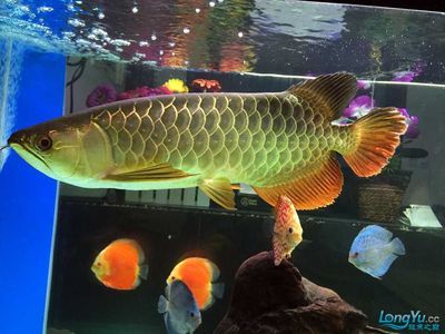 西龍魚缸和森森哪個(gè)好：森森魚缸對(duì)比西龍魚缸和森森魚缸對(duì)比在選擇魚缸時(shí)看底濾