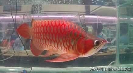 正宗金龍魚膠絲怎么吃好：輝哥為老婆燉的魚膠豬肚湯，不僅美味而且具有美容養(yǎng)顏的效果