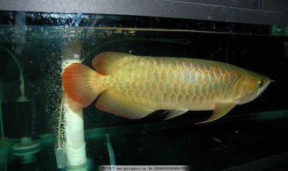 最名貴的金龍魚叫什么魚：最名貴的金龍魚叫什么魚叫什么魚叫什么魚的信息