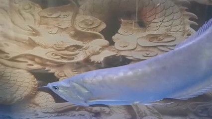 龍魚(yú)總是在下游是什么原因？：龍魚(yú)總是在下游游動(dòng)可能有多種原因分析龍魚(yú)上下游的原因及解決方法 龍魚(yú)百科 第2張