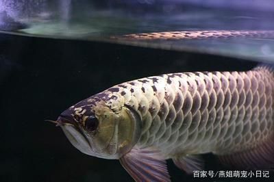 紫金龍魚多少錢一條：紫金龍魚價(jià)格受到多個(gè)因素影響金龍魚價(jià)格差異大