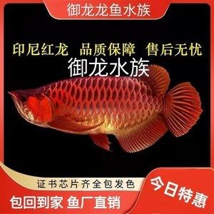 印尼野生紅龍魚紀錄片在線觀看全集 龍魚百科 第1張