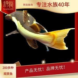 祥龍魚場品牌產(chǎn)品介紹怎么寫文案：祥龍魚場品牌產(chǎn)品介紹