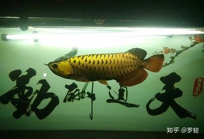 哪種龍魚便宜好養(yǎng)：哪些龍魚適合新手飼養(yǎng) 龍魚百科 第2張