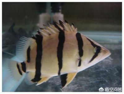 三條龍魚可以一起養(yǎng)嗎：三條龍魚是否可以一起養(yǎng) 龍魚百科 第3張