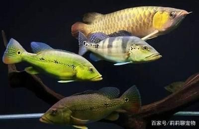 養(yǎng)龍魚的水質(zhì)可以養(yǎng)虎魚嗎：養(yǎng)龍魚的水質(zhì)可以用來養(yǎng)虎魚嗎？