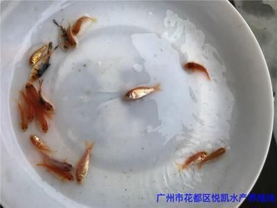 廣州觀賞魚魚苗批發(fā)市場批發(fā)：廣州一些提供觀賞魚魚苗批發(fā)的貨源基地市場 龍魚百科 第4張