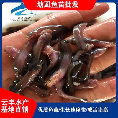 廣州觀賞魚魚苗批發(fā)市場(chǎng)批發(fā)：廣州一些提供觀賞魚魚苗批發(fā)的貨源基地市場(chǎng)