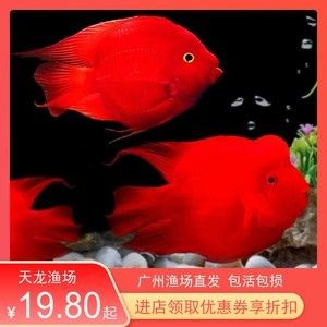 廣州觀賞魚魚苗批發(fā)市場(chǎng)批發(fā)：廣州一些提供觀賞魚魚苗批發(fā)的貨源基地市場(chǎng)