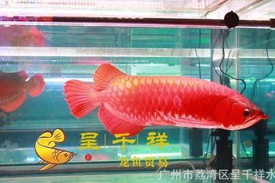 哪里批發(fā)金龍魚最便宜：哪里批發(fā)金龍魚比較便宜？ 龍魚百科 第2張