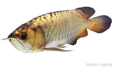 什么龍魚(yú)沒(méi)有刺還能活：無(wú)刺龍魚(yú)有哪些種類？