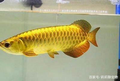 最好的金龍魚是哪種：金龍魚的種類及種類分類 龍魚百科 第3張