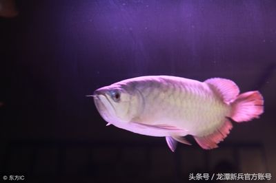 什么背景對(duì)龍魚的發(fā)色好：紅龍魚發(fā)色對(duì)龍魚發(fā)色的注意事項(xiàng)龍魚發(fā)色的注意事項(xiàng)