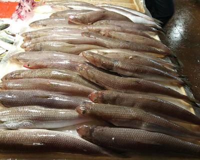 哪里龍魚凍食好：如何選擇優(yōu)質(zhì)的冷凍魚食