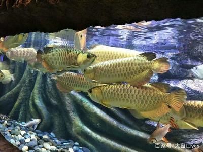 馬來西亞龍魚和新加坡龍魚的區(qū)別在哪里：馬來西亞龍魚和新加坡龍魚有什么區(qū)別？ 龍魚百科 第2張