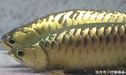 龍魚怎么養(yǎng)才會體型寬些：養(yǎng)龍魚的注意事項