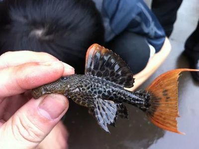 小龍魚幼兒園怎么樣：上海小龍魚文苑幼兒園在上海有幾個分園 龍魚百科 第1張