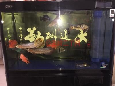 魚缸龍魚怎么抓魚：草缸養(yǎng)龍魚的方法