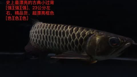 野生金龍魚(yú)膠貴嗎：如何辨別金龍魚(yú)膠的真?zhèn)伪鎰e金龍魚(yú)膠的真?zhèn)伪鎰e方法 龍魚(yú)百科 第1張