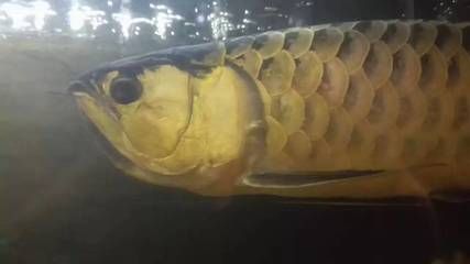 小龍魚突然不吃食了什么原因：小龍魚突然不吃食可能由多種因素引起龍魚不吃食的主要原因