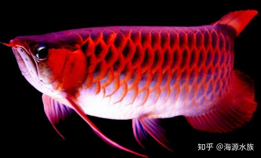 正常龍魚眼睛大嗎：如何判斷龍魚的眼睛大小 龍魚百科 第2張