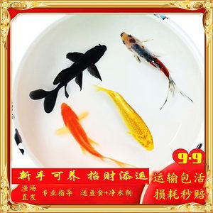 有沒(méi)有冷水龍魚(yú)苗賣(mài)：冷水龍魚(yú)苗在哪里買(mǎi)？