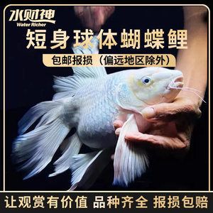 有沒有冷水龍魚苗賣：冷水龍魚苗在哪里買？ 龍魚百科 第3張