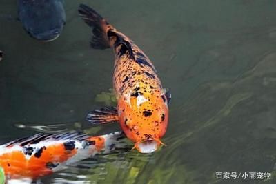 養(yǎng)龍魚用什么顏色背景：養(yǎng)龍魚的背景顏色選擇