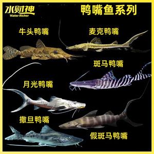 撒旦鴨嘴魚批發(fā)：撒旦鴨嘴魚批發(fā)與貨源基地的信息 龍魚百科 第3張